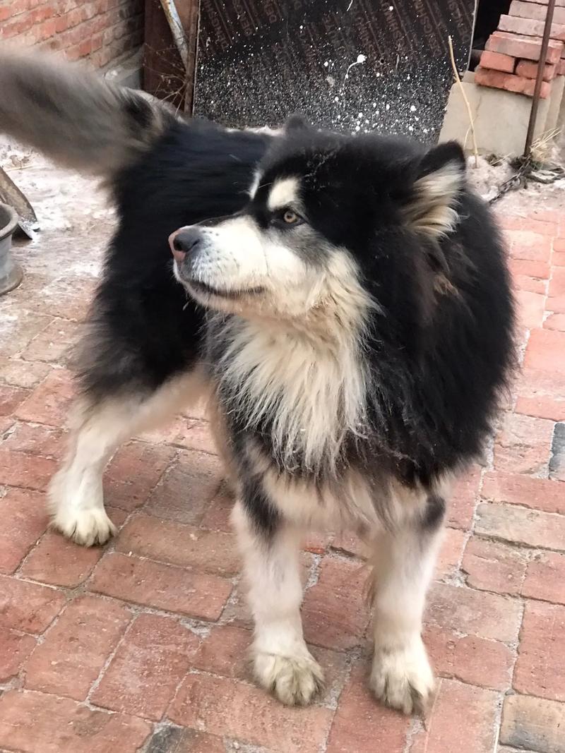 养阿拉斯加犬之前必看：阿拉斯加犬的体型和生长规律