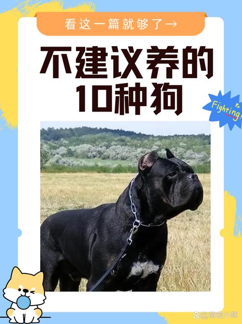 不建议养的10种狗：它们真的不适合你？