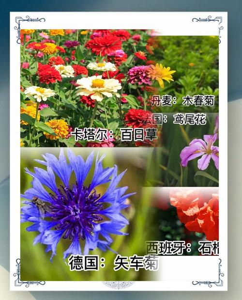最近几次世界杯冠军花落谁家？深度解析世界杯冠军球队实力