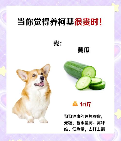 威尔士柯基犬吃什么？详解柯基犬饮食指南，助你养出健康柯基