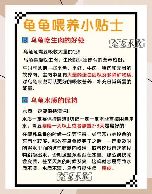 巴西龟喂养指南：吃什么长得快又健康？