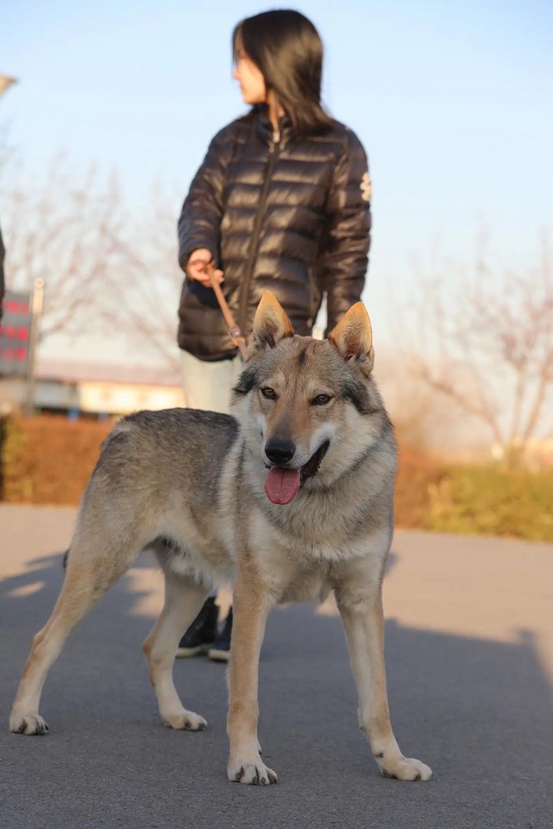 捷克狼犬价格是多少？影响价格的几个关键因素
