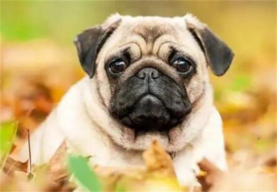 想养那不勒斯獒犬？先了解它的优缺点和饲养要点