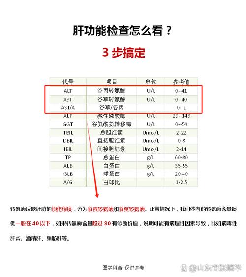 体检肝功能查哪些项目？快速了解肝脏健康状况
