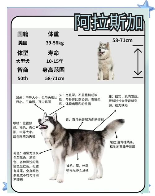 养阿拉斯加犬之前必看：阿拉斯加犬的体型和生长规律