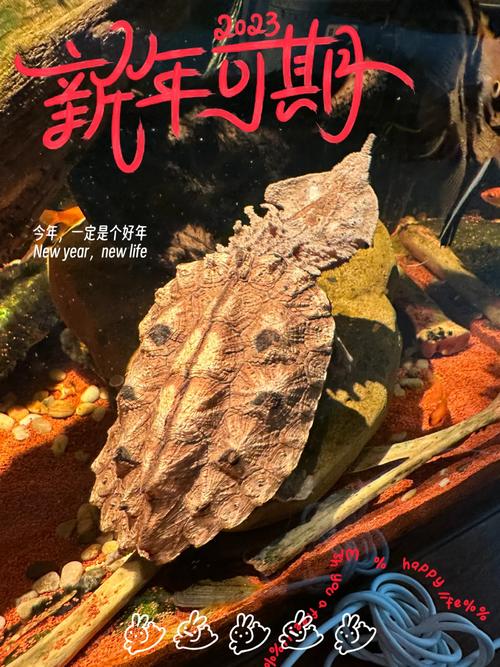玛塔龟难养吗？揭秘它无人问津的背后真相！
