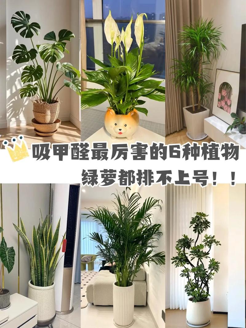 净化空气必备！这些吸甲醛植物你家都有吗？