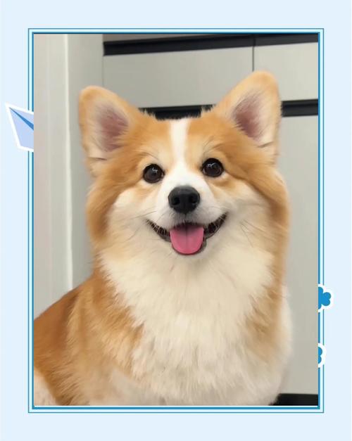 威尔士柯基犬吃什么？详解柯基犬饮食指南，助你养出健康柯基