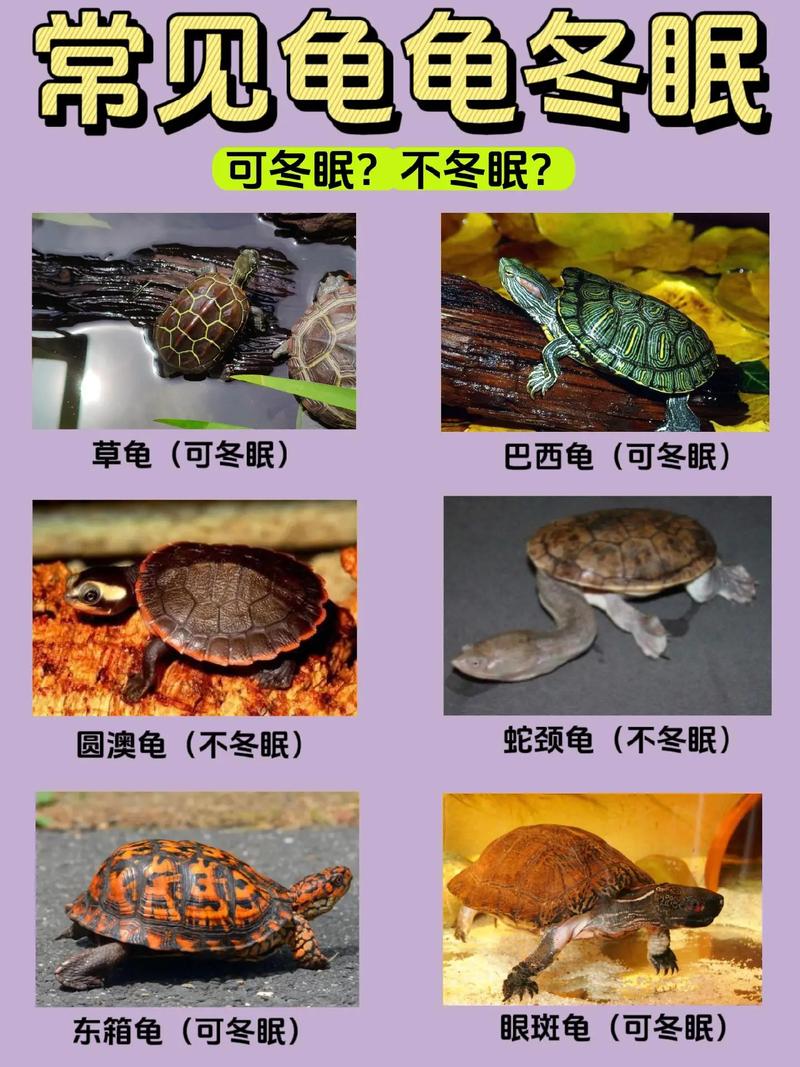 巴西龟冬眠时间：详解巴西龟几月份开始冬眠？