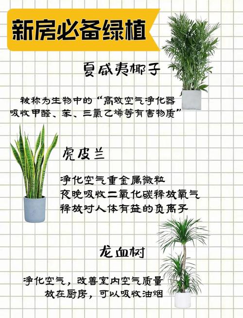 家里甲醛超标？这些绿植帮你快速吸甲醛！