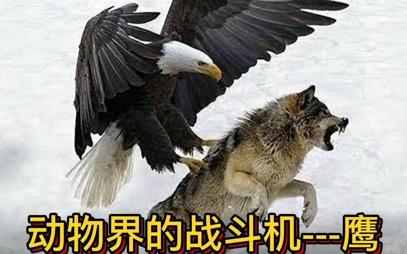 老鹰捕食狐狸？揭秘自然界残酷生存法则！