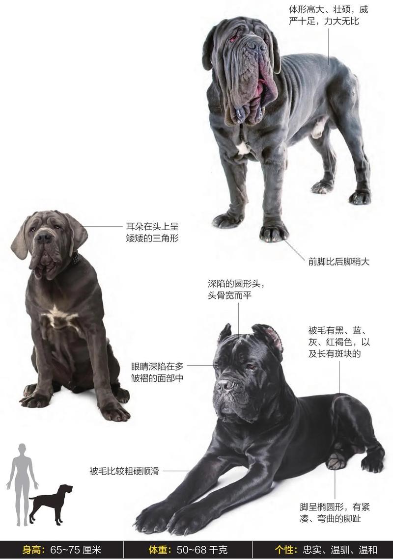 想养那不勒斯獒犬？先了解它的优缺点和饲养要点