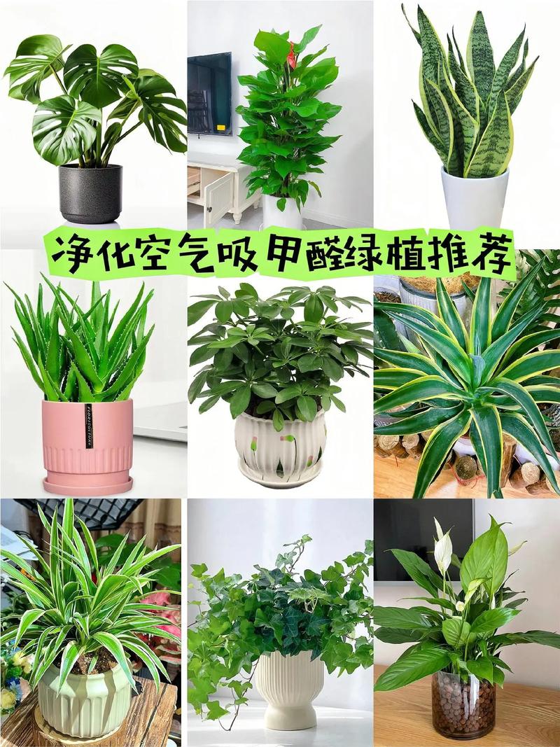 净化空气必备！这些吸甲醛植物你家都有吗？