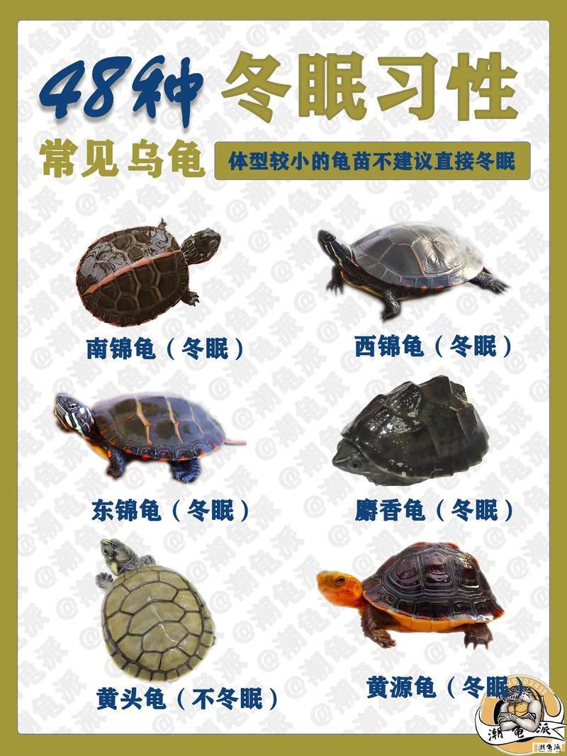 巴西龟冬眠时间：详解巴西龟几月份开始冬眠？