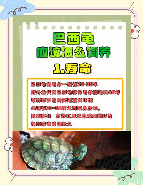 巴西龟喂养全攻略：食物选择和喂养技巧详解