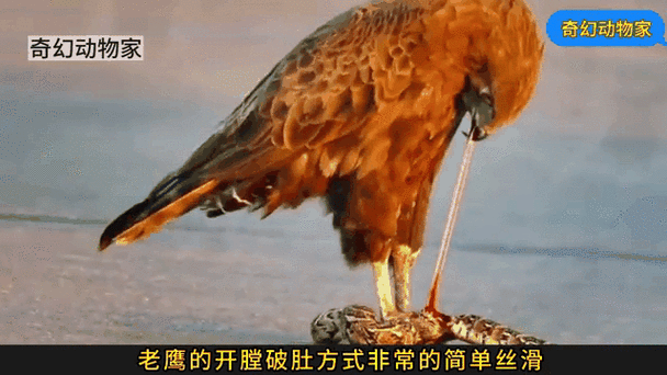 老鹰捕食狐狸？揭秘自然界残酷生存法则！