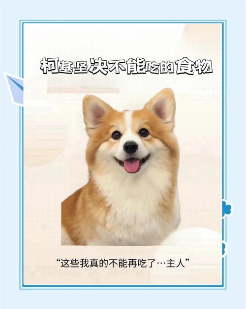 威尔士柯基犬吃什么？详解柯基犬饮食指南，助你养出健康柯基