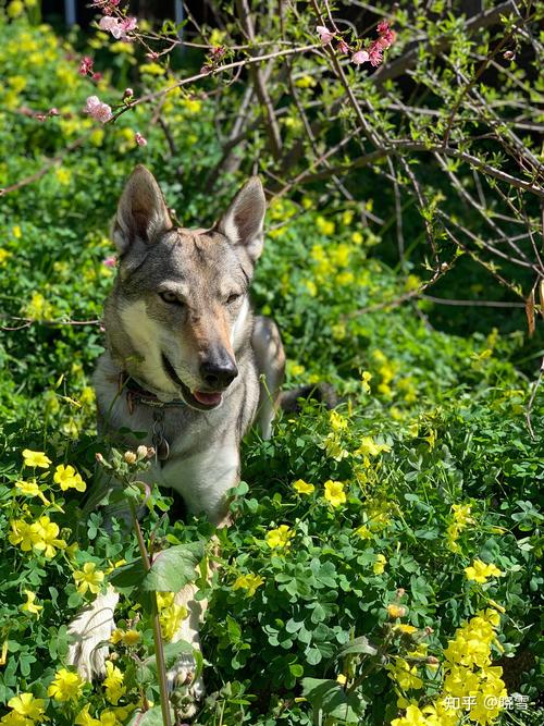 捷克狼犬价格是多少？影响价格的几个关键因素