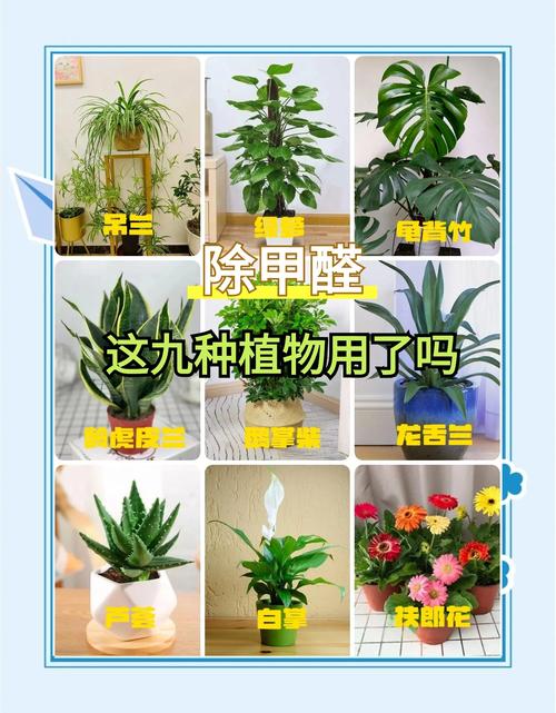 家里甲醛超标？这些绿植帮你快速吸甲醛！