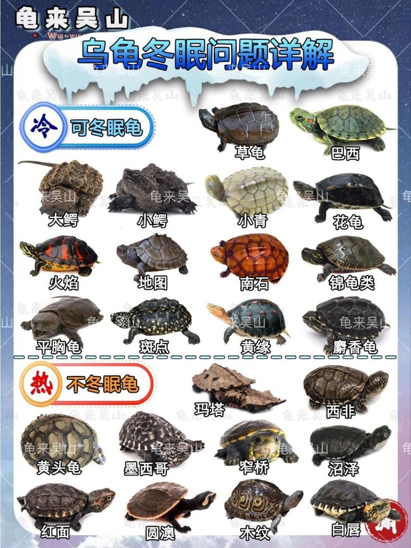 巴西龟冬眠时间：详解巴西龟几月份开始冬眠？