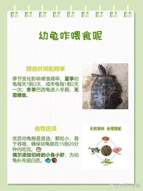 巴西龟喂养指南：吃什么长得快又健康？