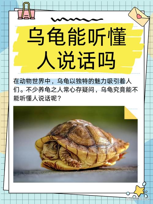 玛塔龟难养吗？揭秘它无人问津的背后真相！