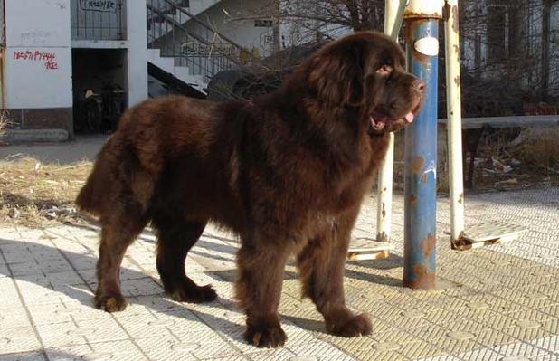 一只纽芬兰犬到底要多少钱？品种血统影响价格