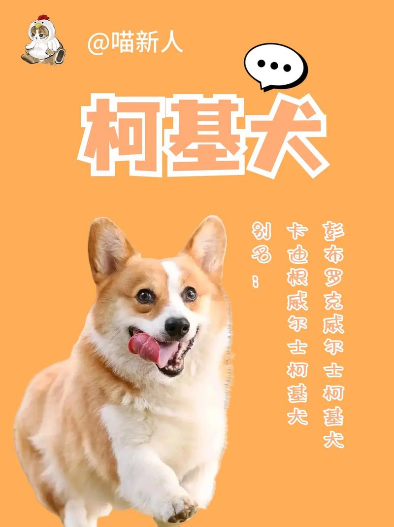 想买威尔士柯基犬？价格范围及影响因素