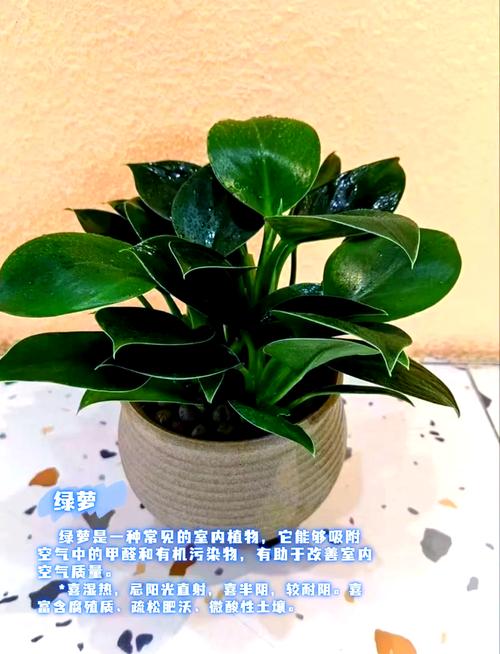净化空气必备！这些吸甲醛植物你家都有吗？