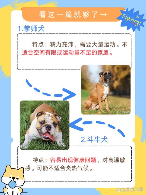 不建议养的10种狗：它们真的不适合你？