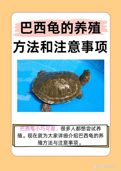 养巴西龟需要注意什么？避免误区，让你的巴西龟健康成长