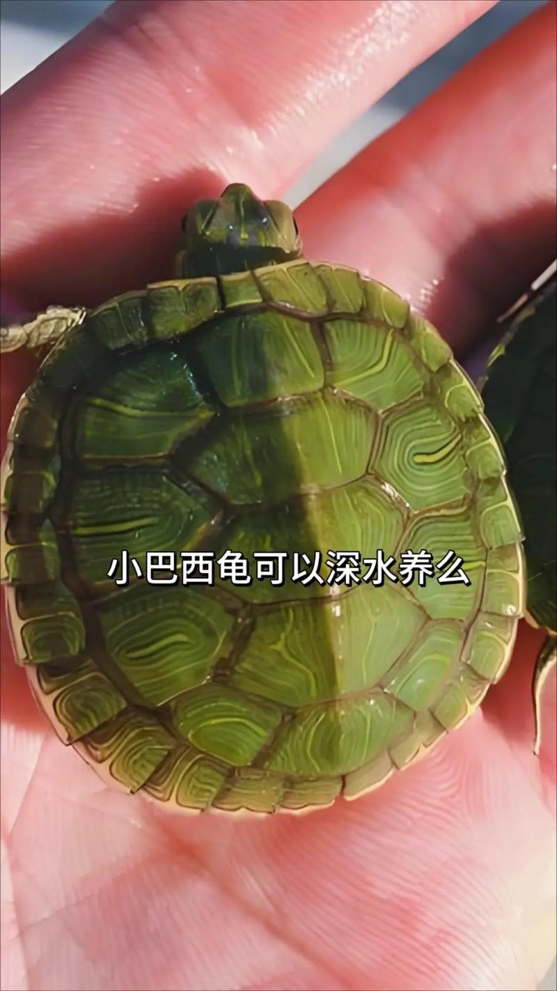 巴西龟吃什么长得快？快速养成大巴西龟的秘诀
