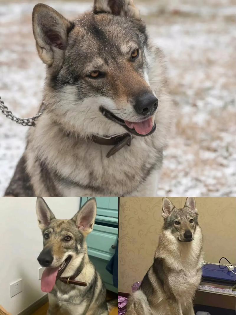 捷克狼犬价格是多少？影响价格的几个关键因素