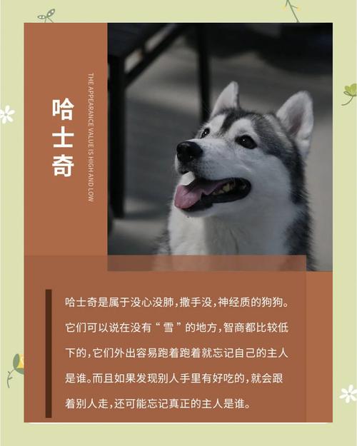 不建议养的10种狗：它们真的不适合你？