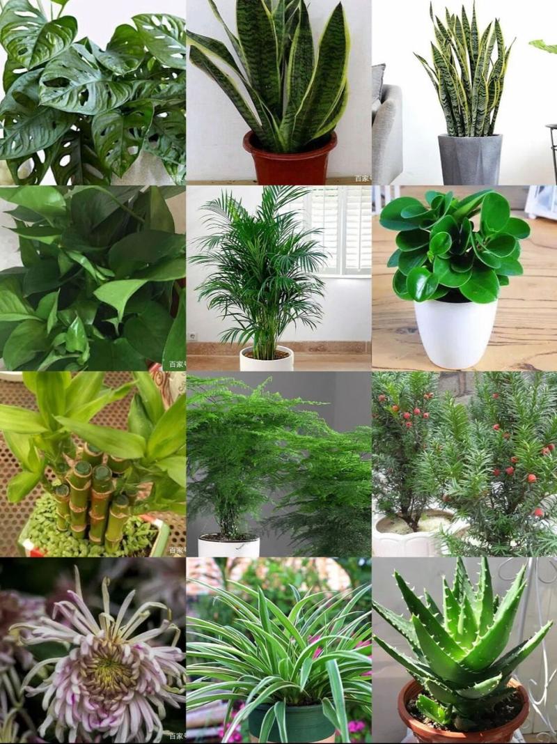 净化空气必备！这些吸甲醛植物你家都有吗？