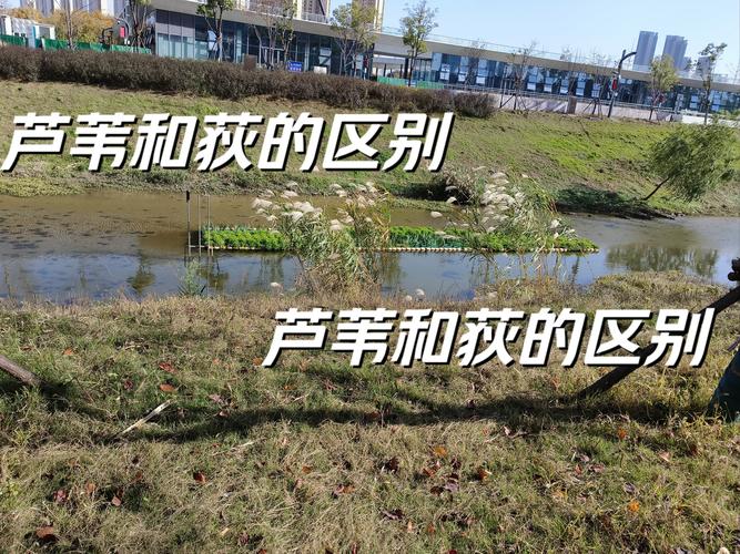 傻傻分不清路加鸟？教你正确读音和含义！