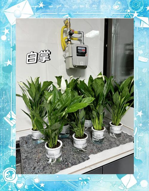 家里甲醛超标？这些绿植帮你快速吸甲醛！