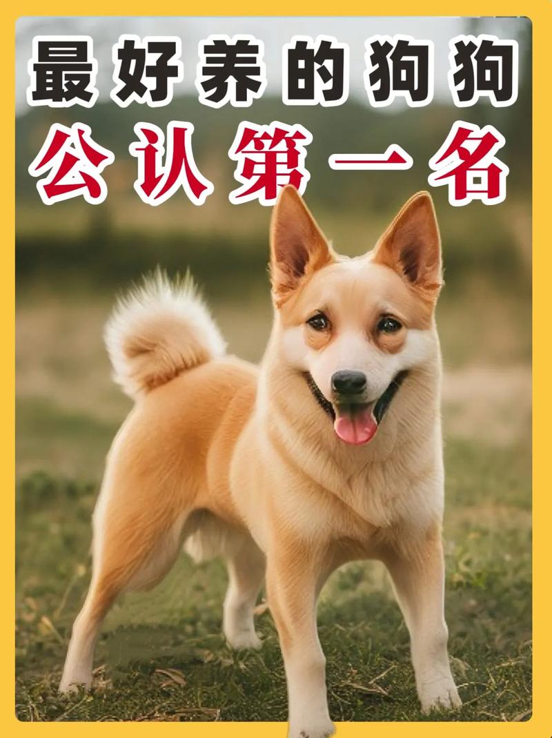 家庭养什么狗最干净？这五种狗狗超省心！