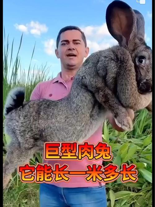 比利时兔子能长多大？成年比利时兔的体型和体重是多少？