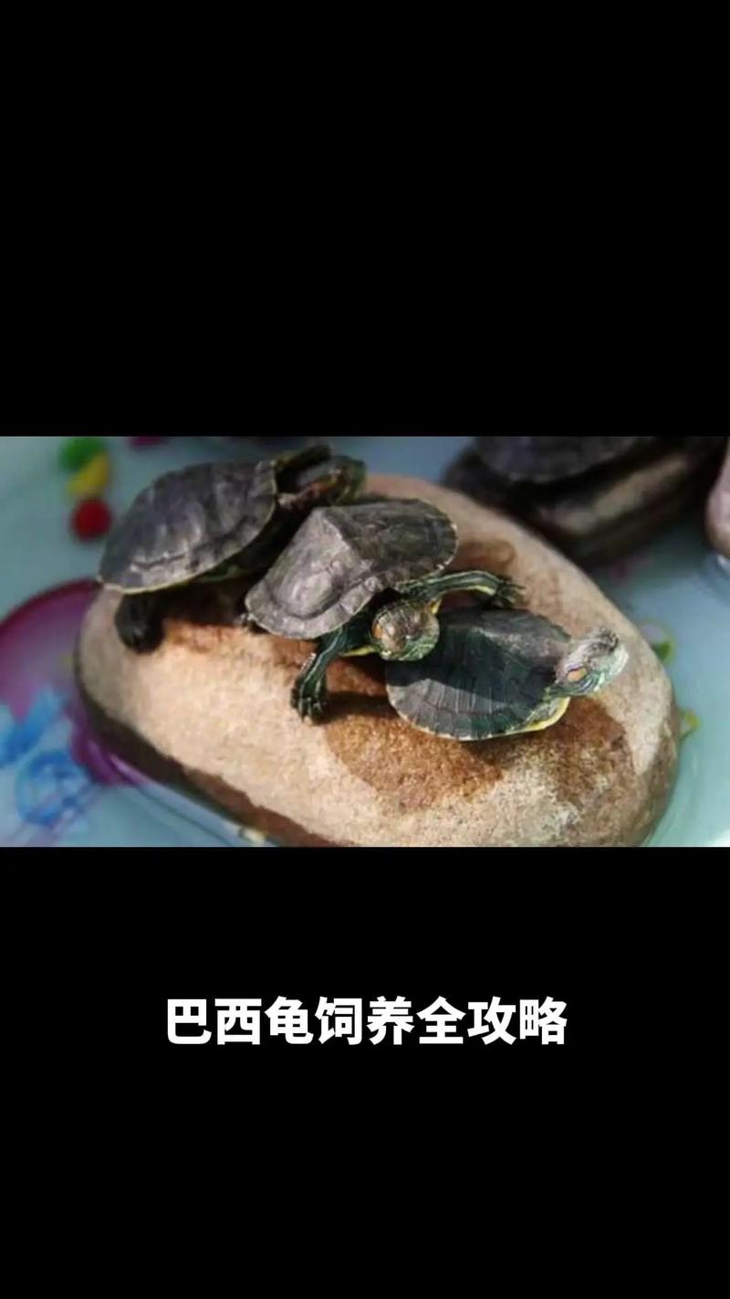 巴西龟喂养全攻略：食物选择和喂养技巧详解