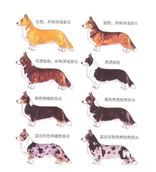 想买威尔士柯基犬？价格范围及影响因素