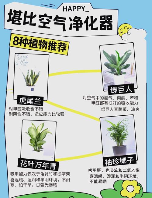 家里甲醛超标？这些绿植帮你快速吸甲醛！