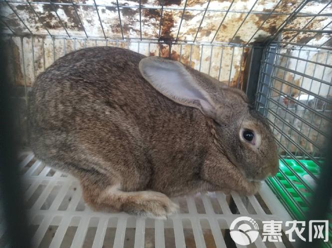 比利时兔子能长多大？成年比利时兔的体型和体重是多少？