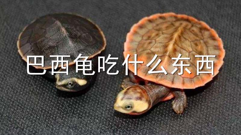 巴西龟吃什么长得快？快速养成大巴西龟的秘诀