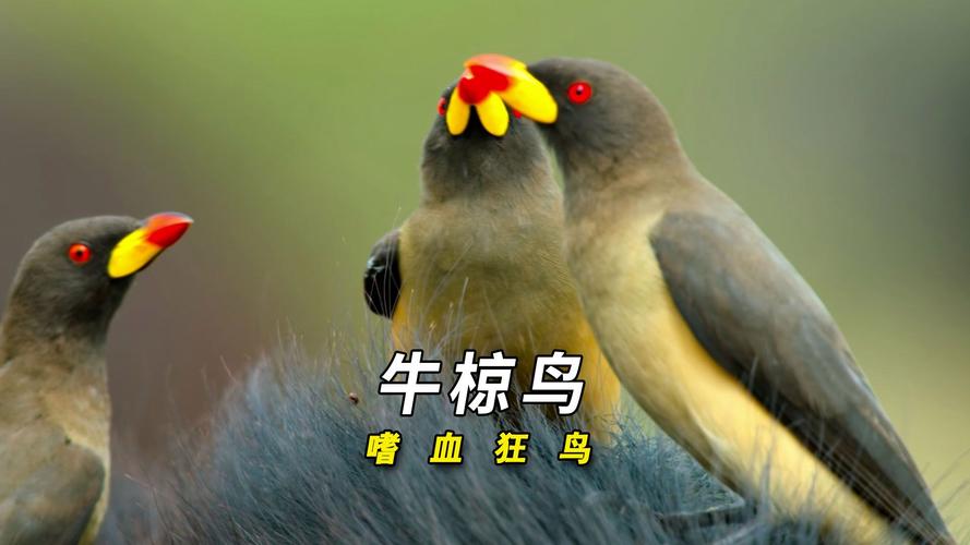你知道牛椋鸟怎么读吗？轻松掌握“椋”字读音