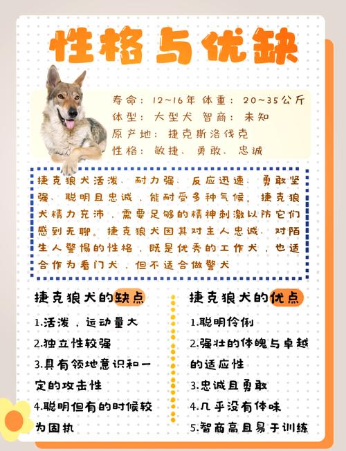 捷克狼犬价格是多少？影响价格的几个关键因素