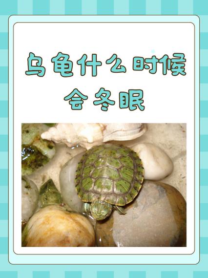 巴西龟冬眠时间：详解巴西龟几月份开始冬眠？