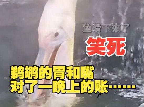 鹈鹕吃下去的鱼去哪了？深度解析鹈鹕的消化过程！