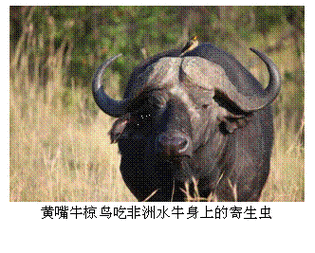 你知道牛椋鸟怎么读吗？轻松掌握“椋”字读音