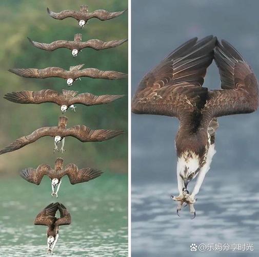 老鹰捕食狐狸？揭秘自然界残酷生存法则！